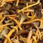 Cantharellus-lutescens